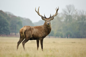 Deer standing in a field. Future venison.