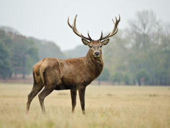 Deer standing in a field. Future venison.